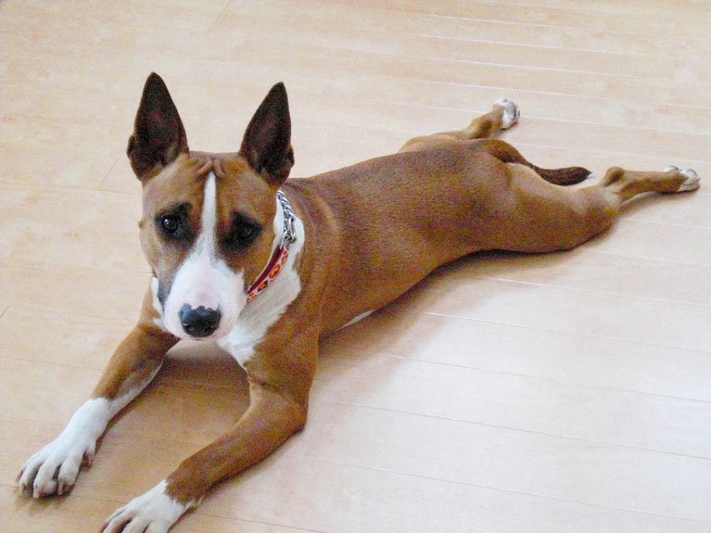 The Bull Terrier Pitbull Mix Is An Instant Mood Fix