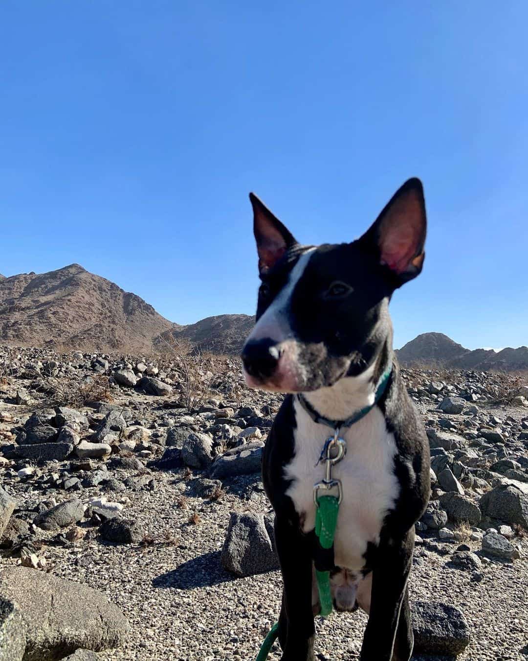 bull terrier pitbull mix puppy in nature