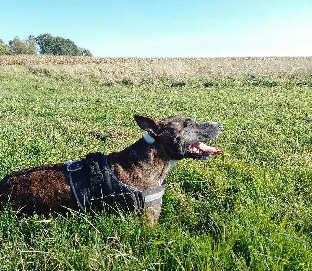 bull terrier pitbull mix sitting in grass