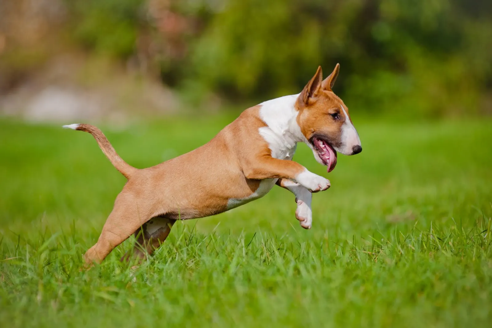 bull terrier runs across the field