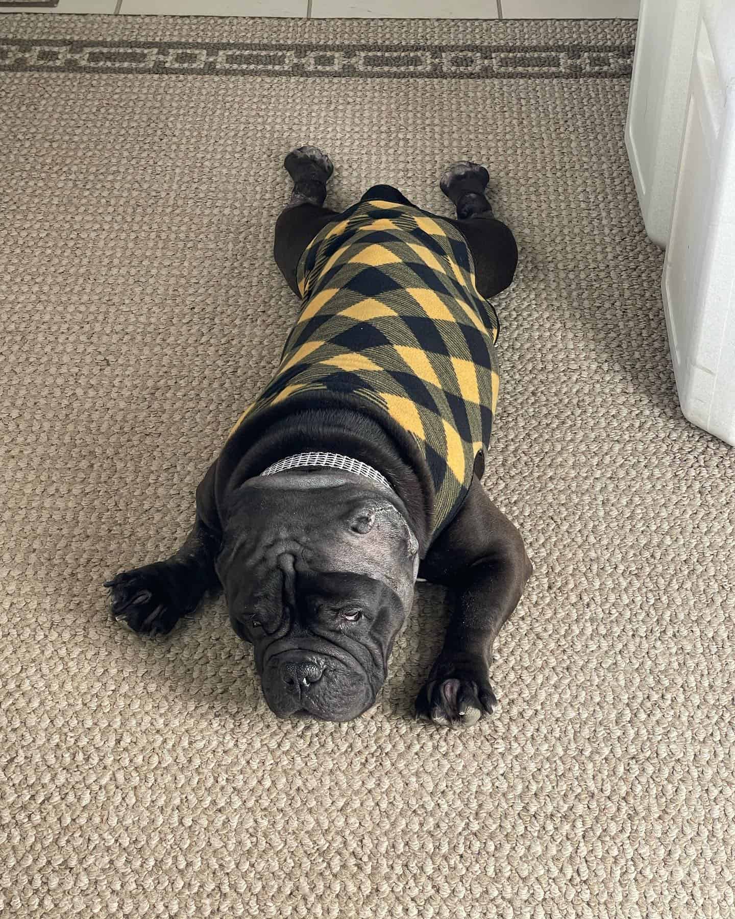 bulldog with cropped ears laying on the floor