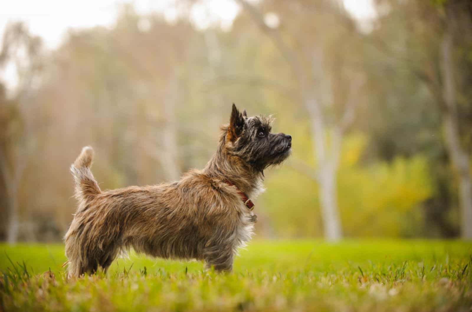 cairn terrier standing in the field
