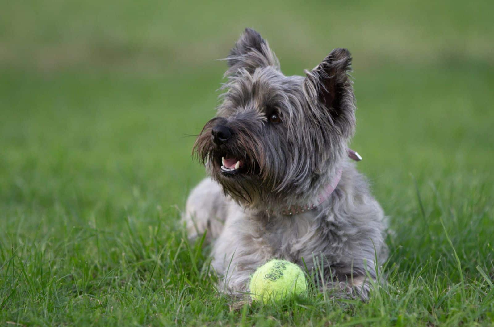 cairn terrier dog playing a tennis ball