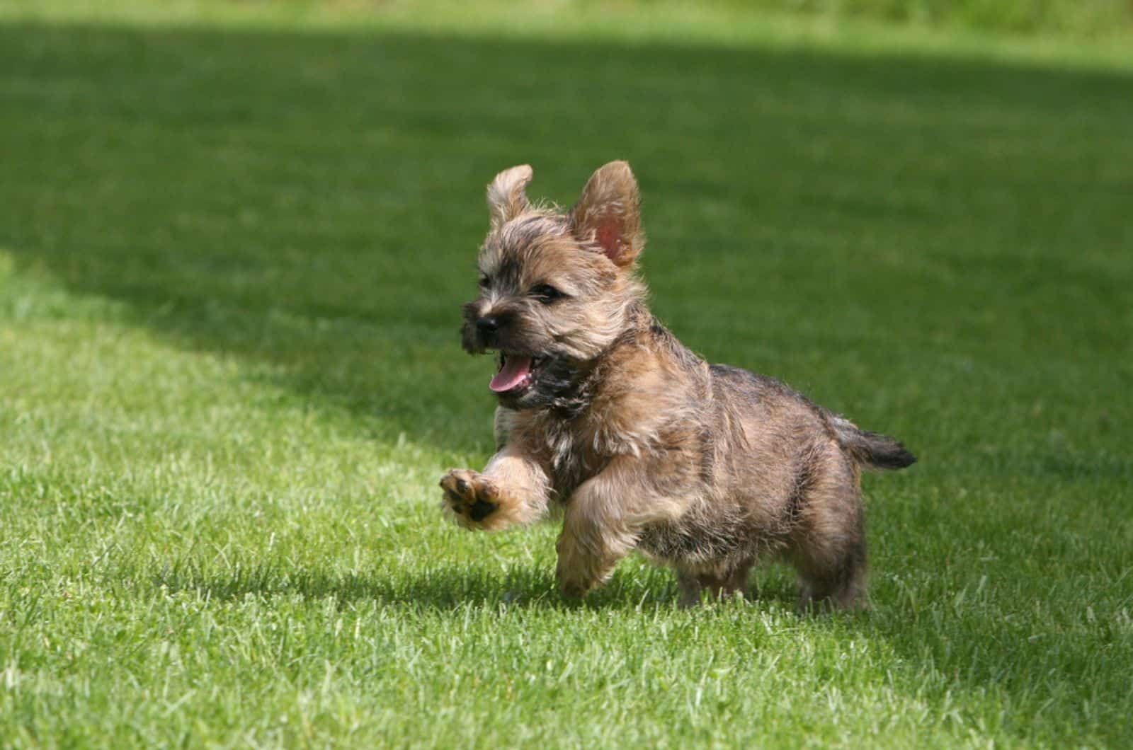 cairn terrier puppy running  in the park