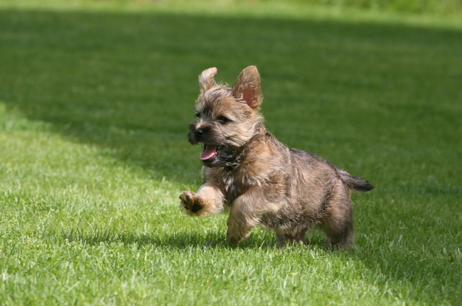 cairn terrier puppy running in the park