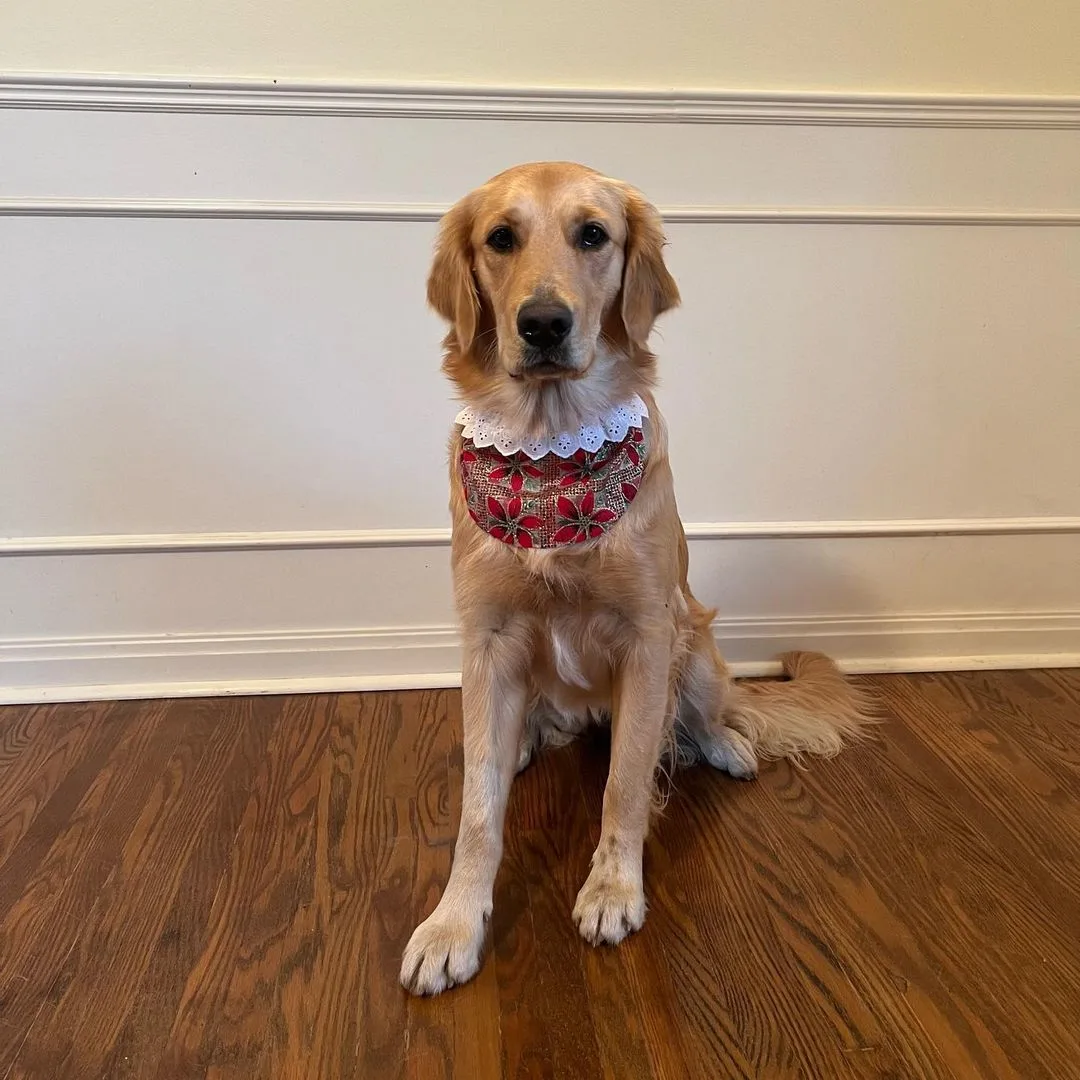 canadian golden retriever