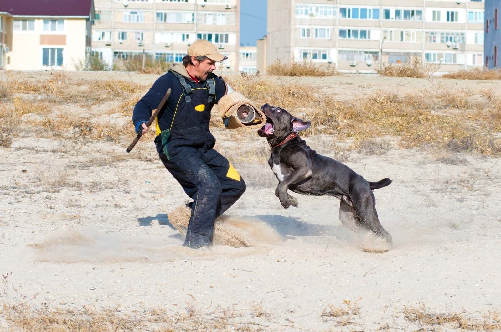 cane corso jumping to bite arm
