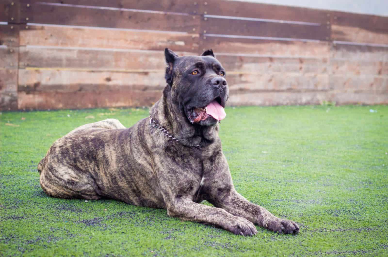 cane corso lying on the grass in the yard