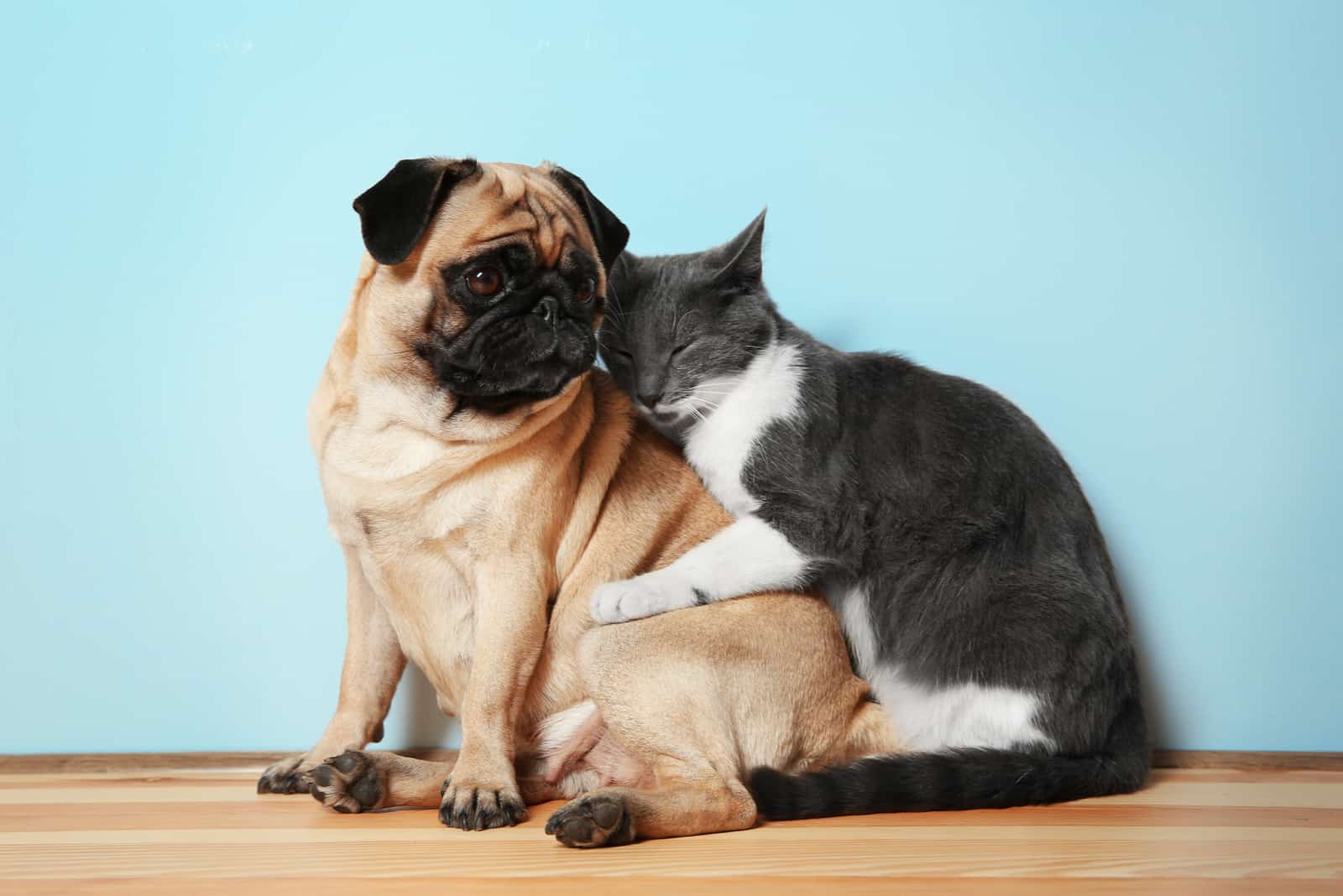 cat hugging a pug