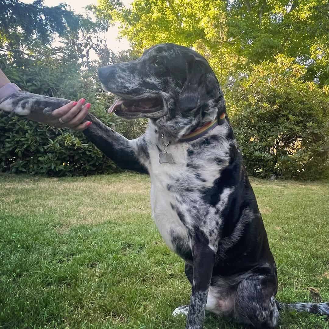 catahoula australian shepherd mix dog