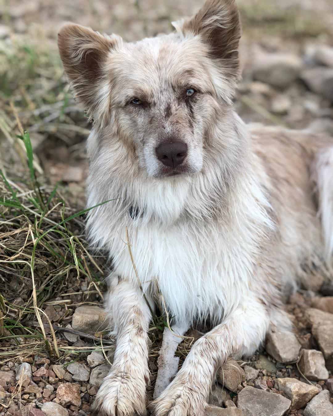 catahoula australian shepherd mix mutt dog