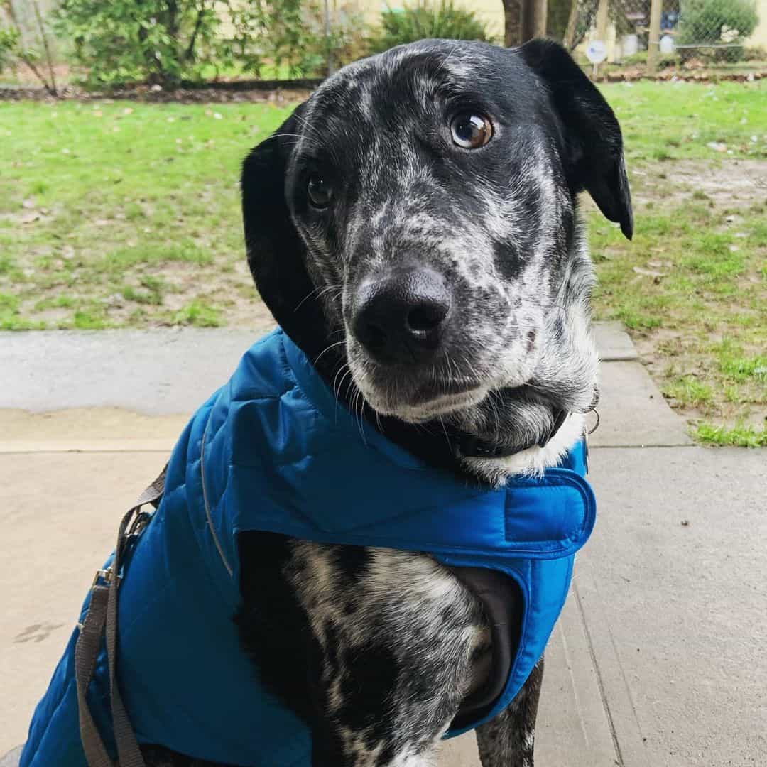 catahoula australian shepherd mix wearing a harness