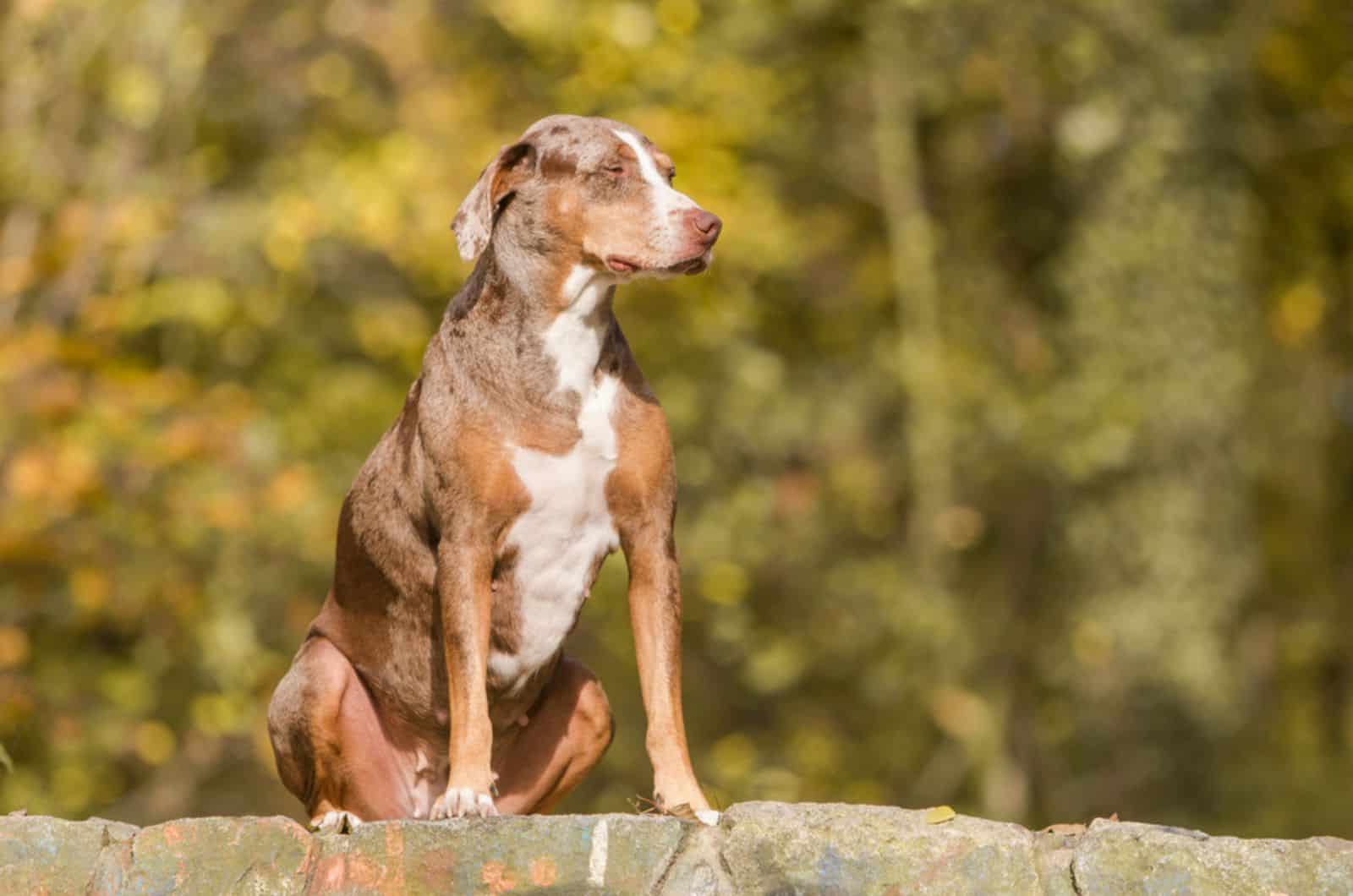 catahoula leopard dog sitting in nature