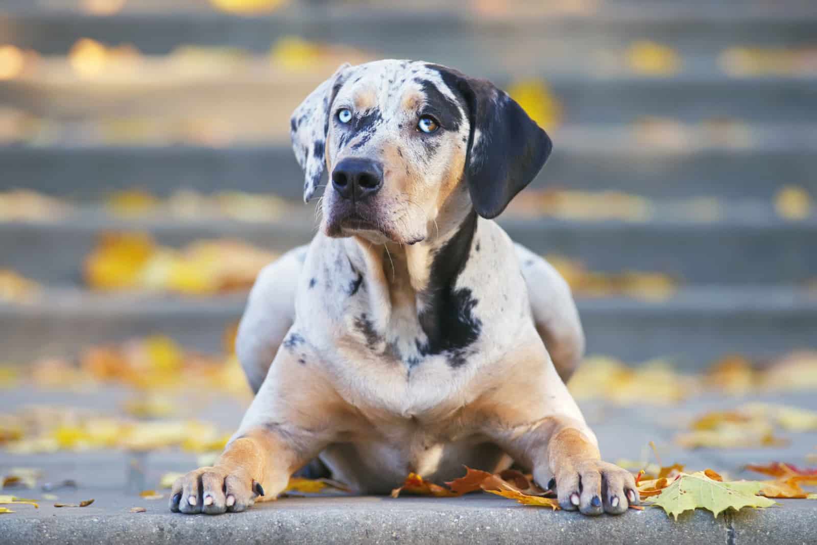 catahoula sitting on stairs outside