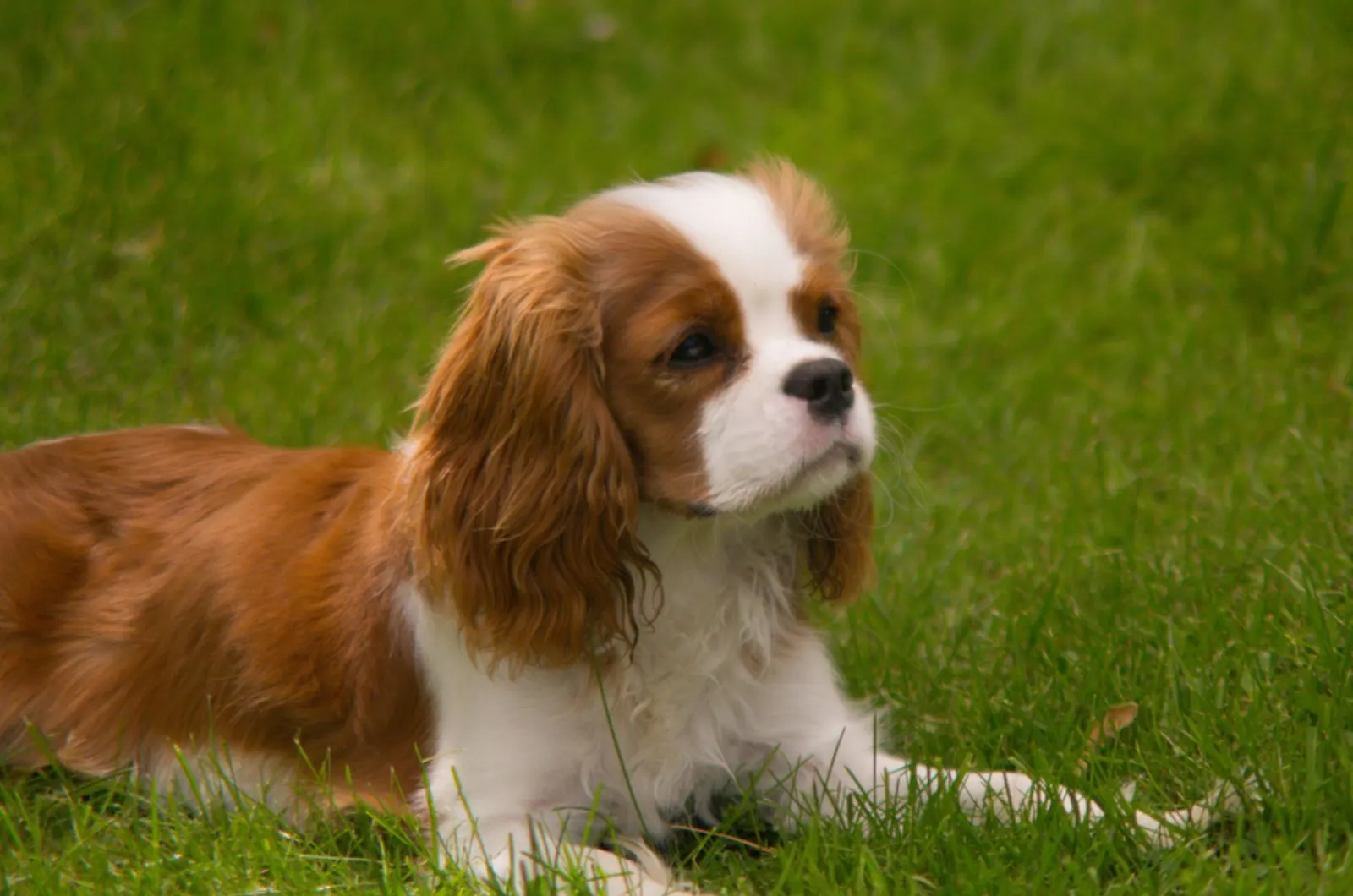 cavalier king charles spanie lying on the grass