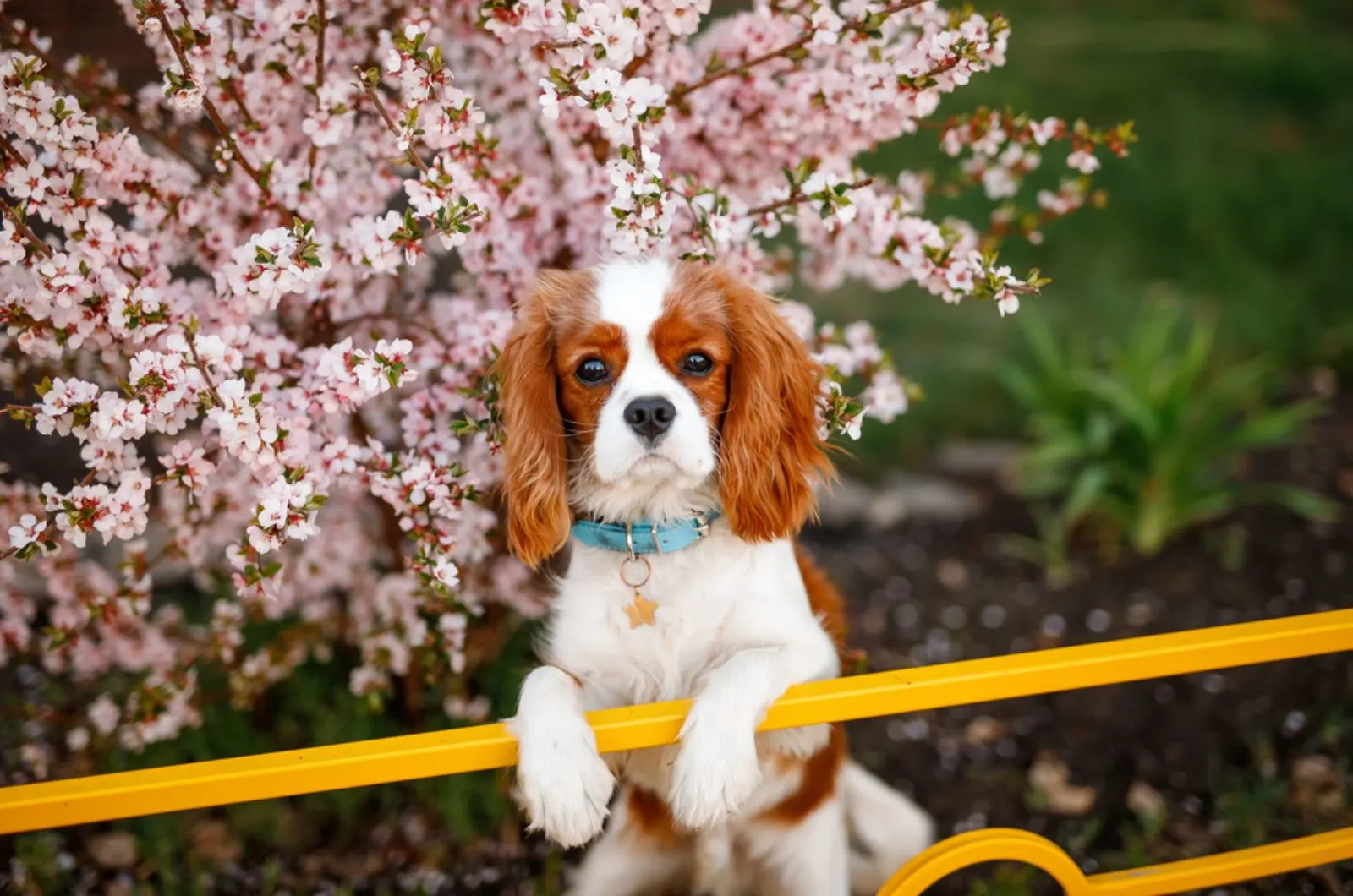 cavalier king charles spaniel dog near the blooming tree