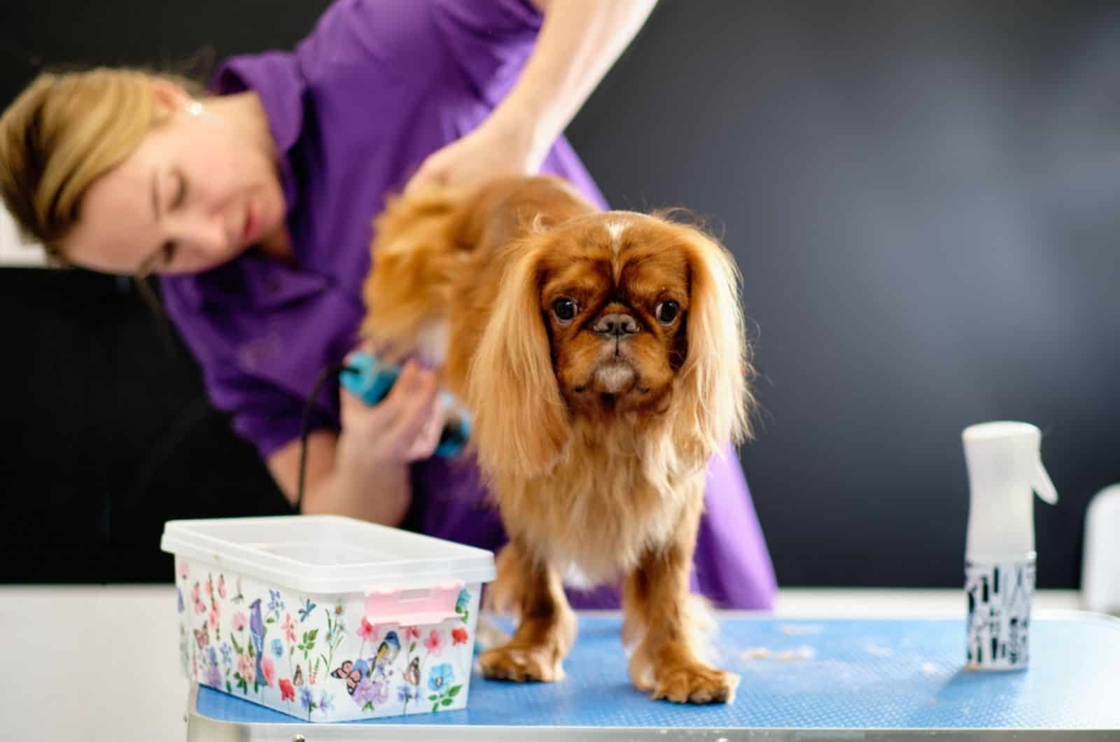 cavalier king charles spaniel during grooming at salon