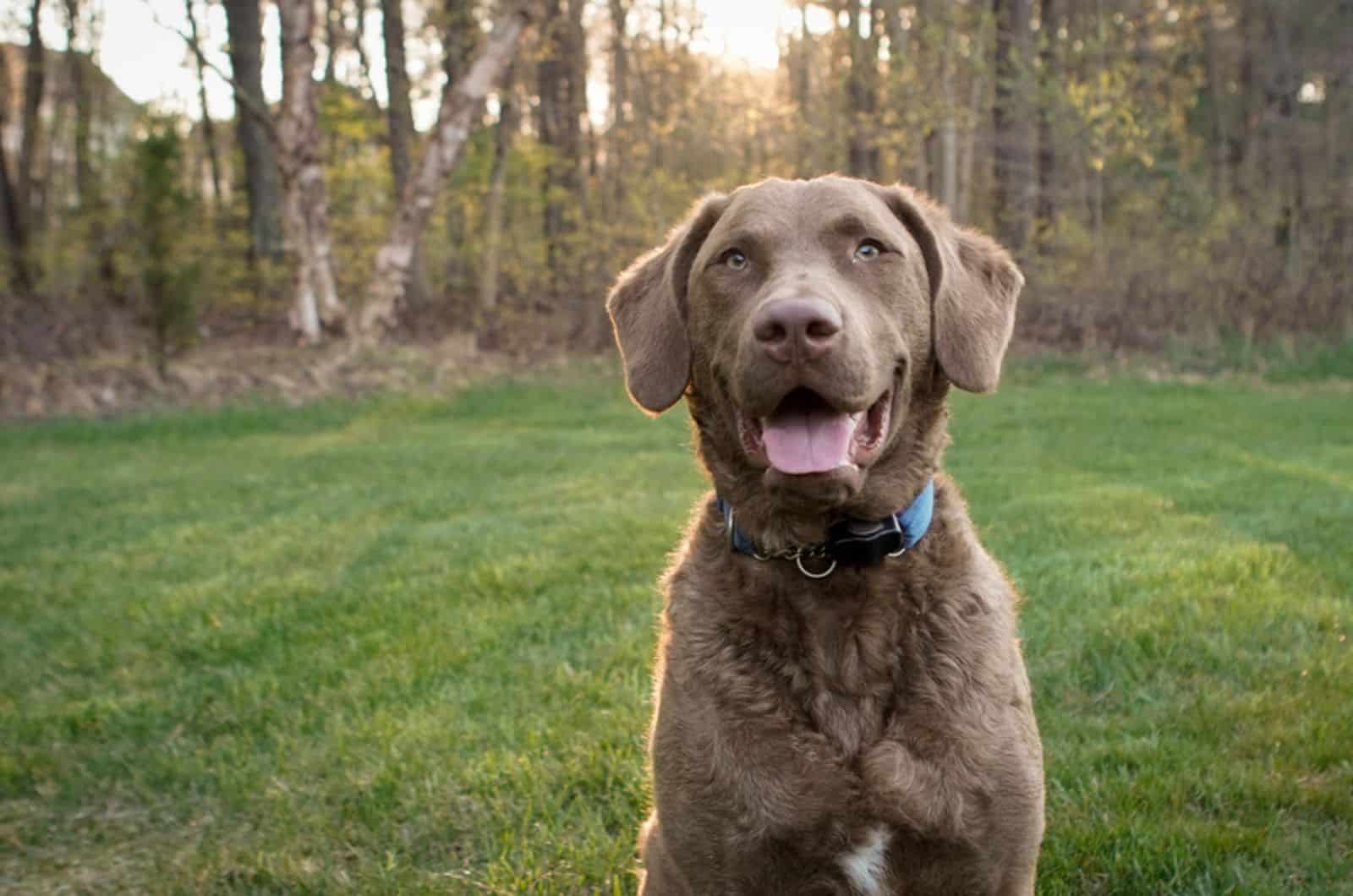 chesapeake bay retriever dog in the park