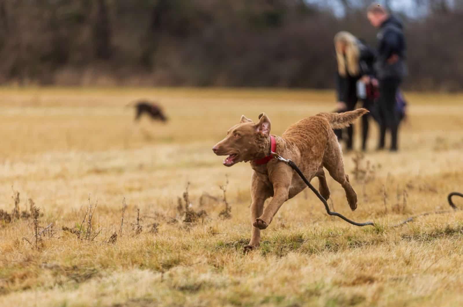 chesapeake bay retriever running on a meadow