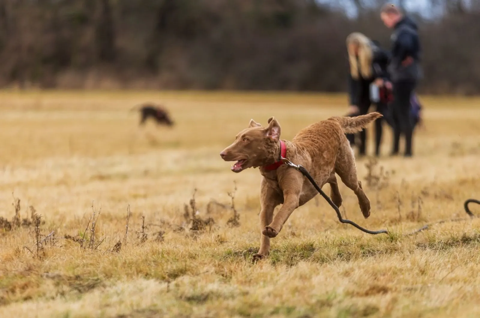 chesapeake bay retriever running on a meadow