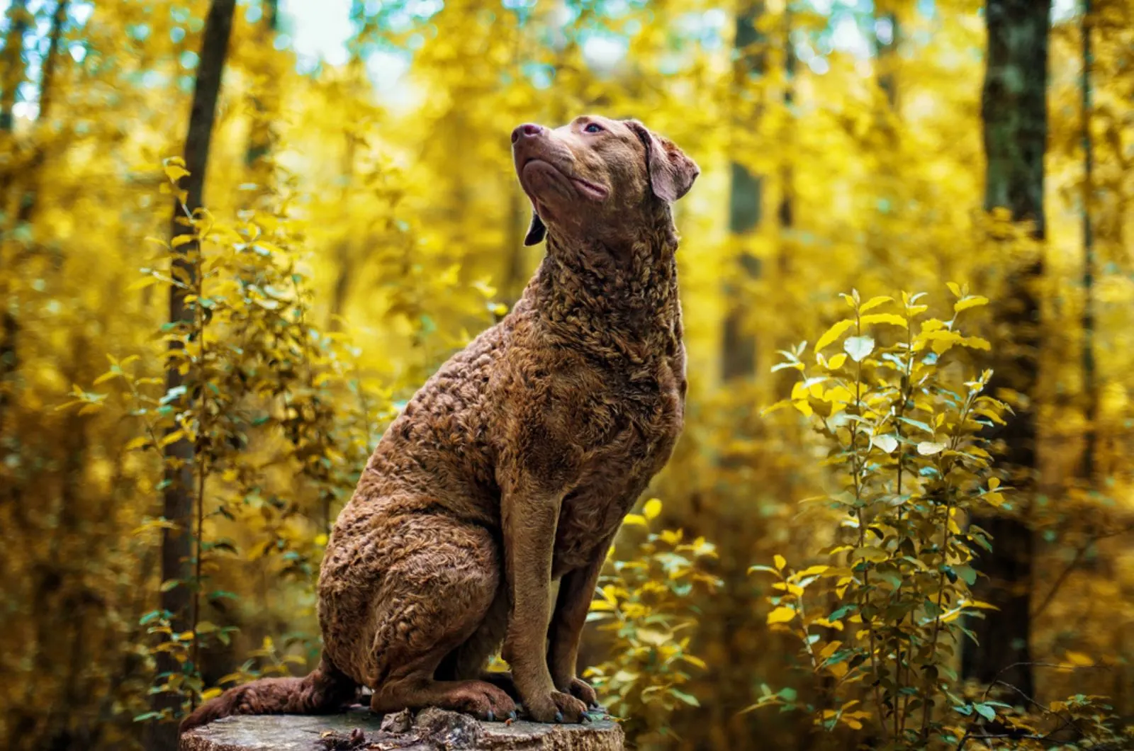 chesapeake bay retriever in the forest