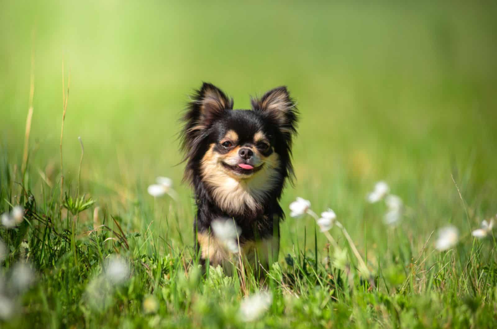 chihuahua dog on a meadow