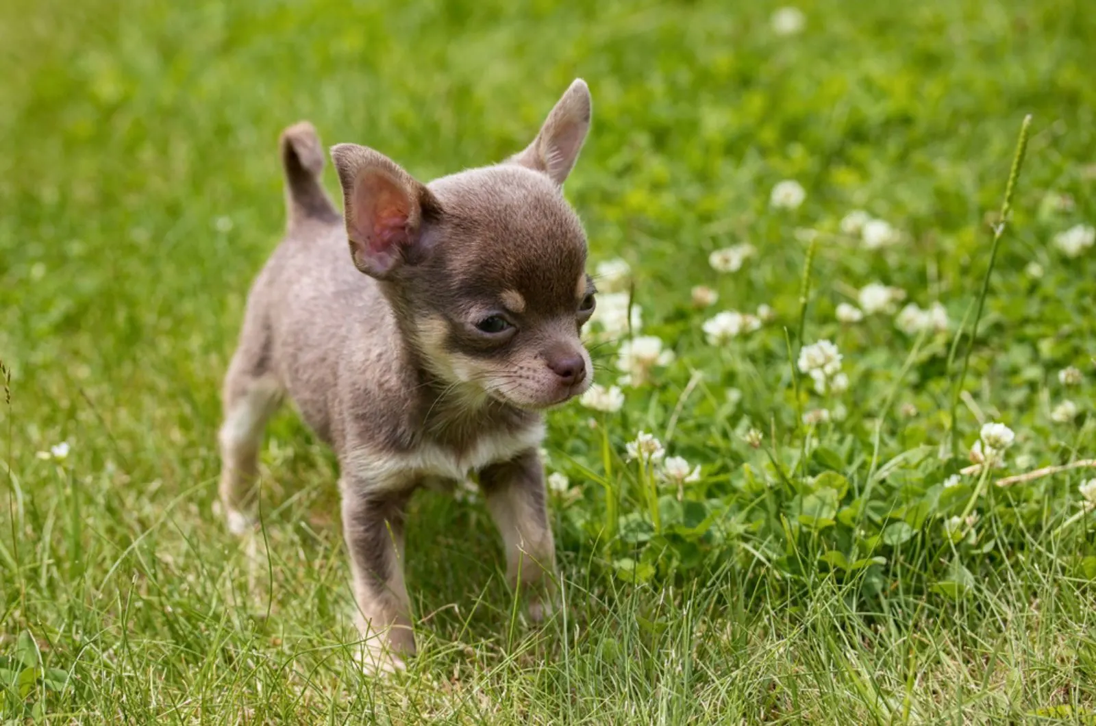 chihuahua puppy standing on a meadow