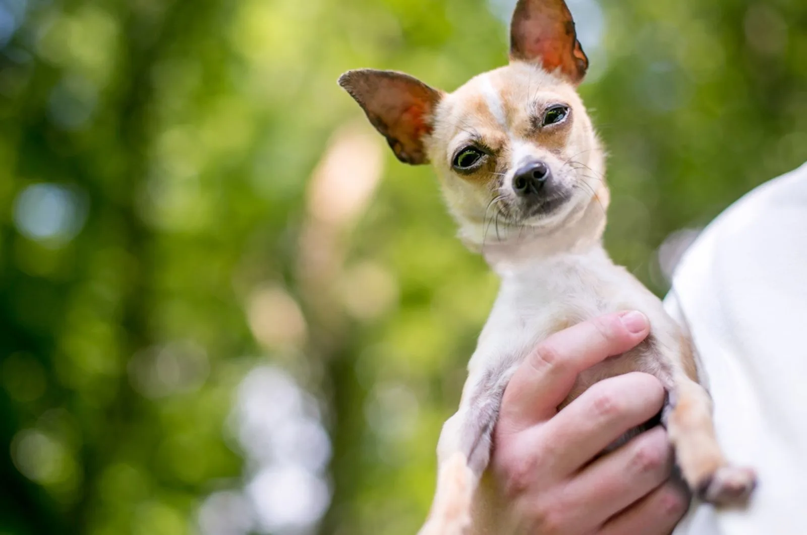 chihuahua dog in owner's hand