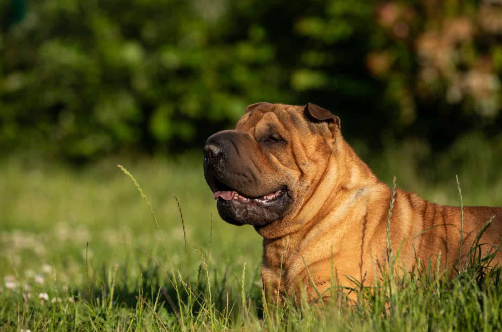 chinese shar-pei lying in the grass