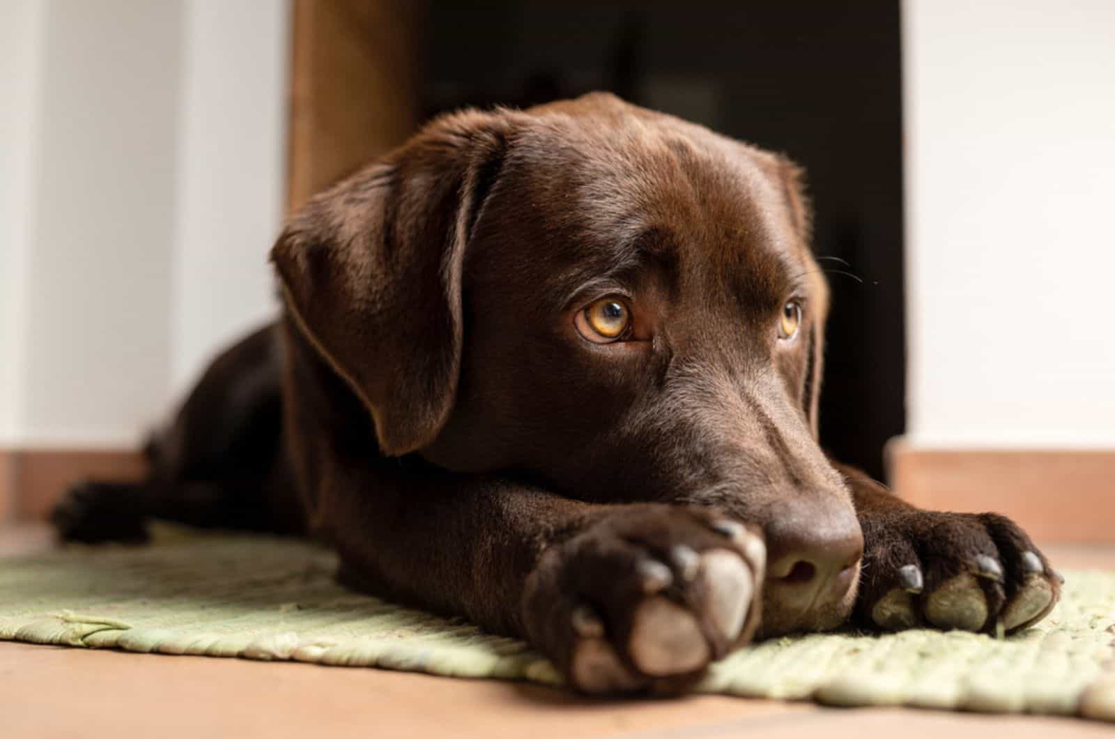 chocolate labrador lying on the ground