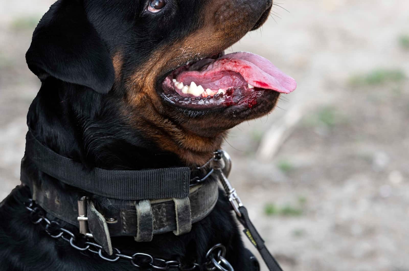 close shot of Rottweiler with collar