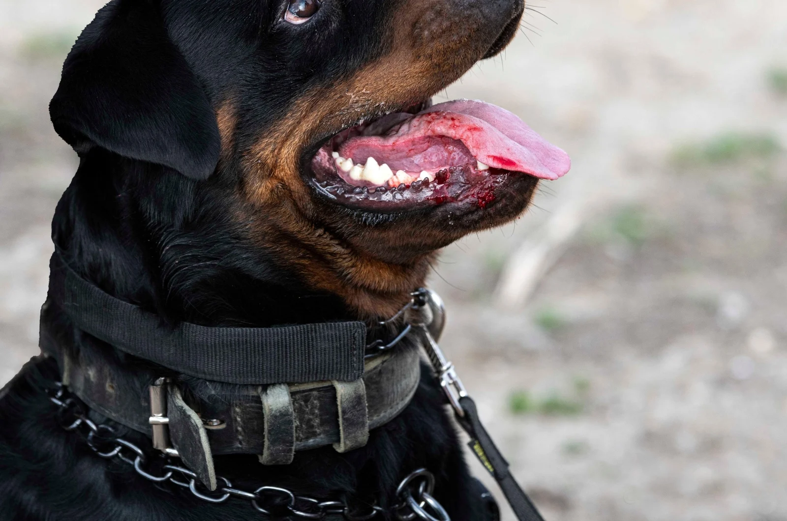 Should You Use Shock Collars On Rottweilers? Here Is The Deal…
