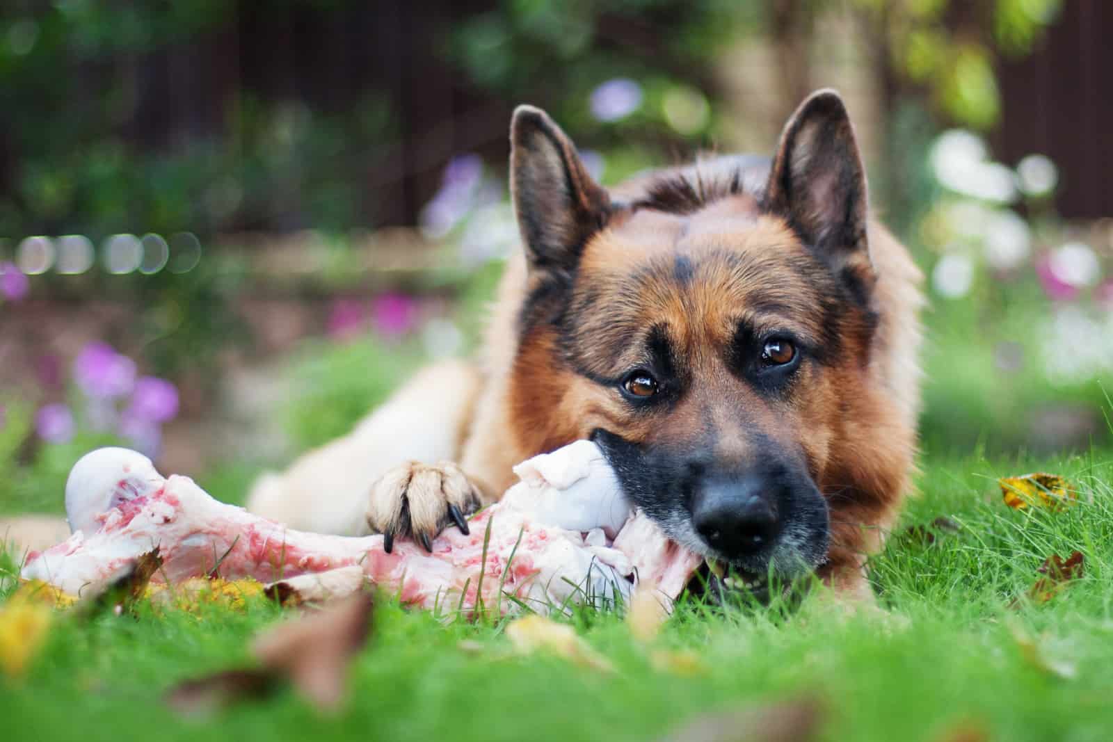 close up of German shepherd dog chewing on a bone in garden