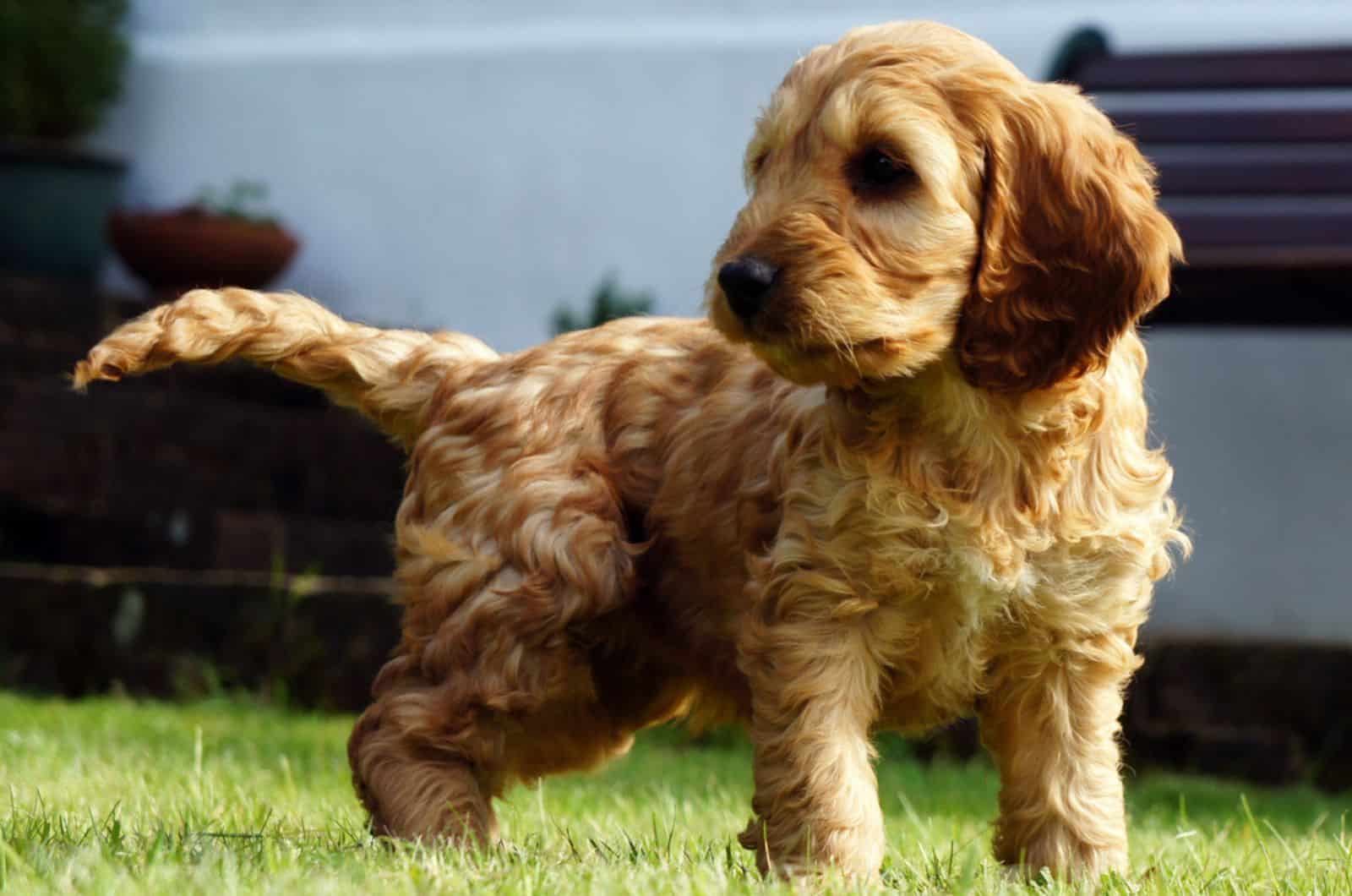 cockapoo puppy in the park