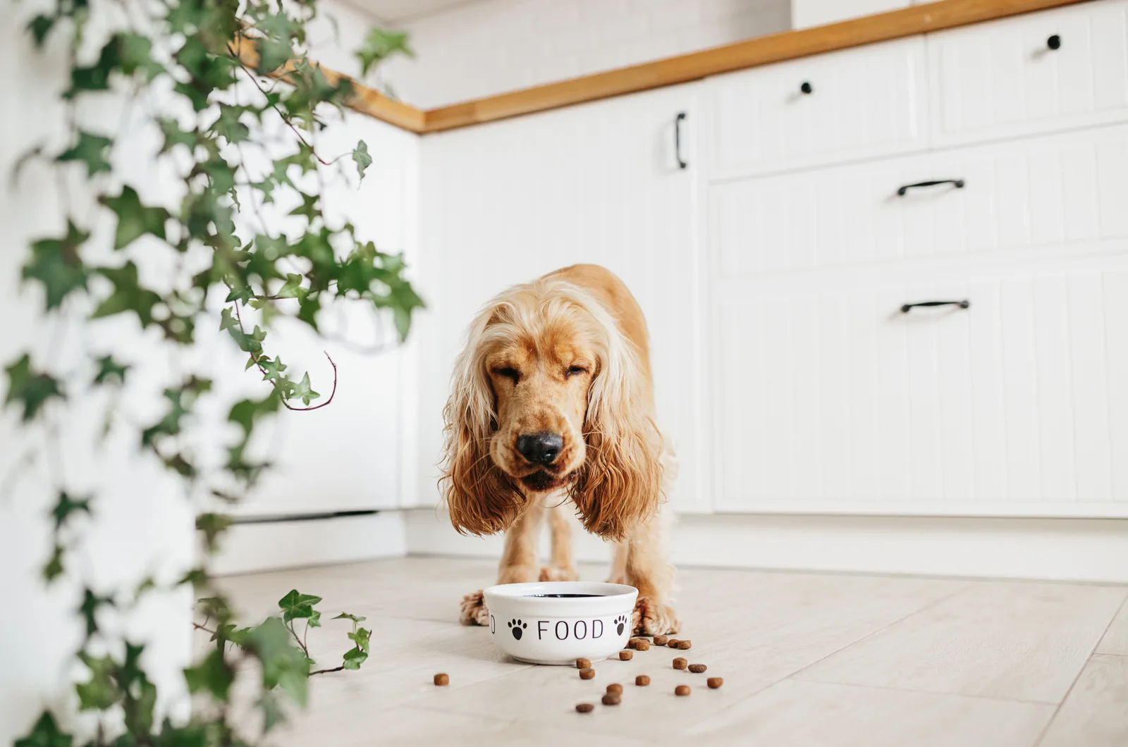 cocker spaniel eating from a bowl