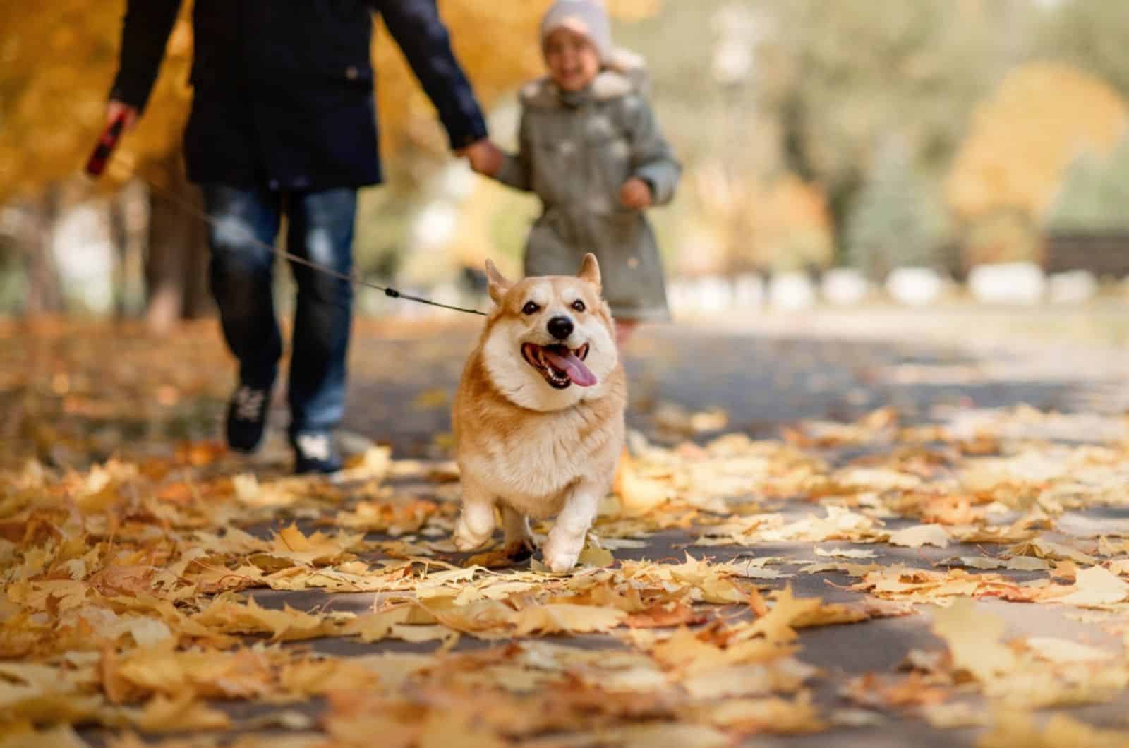 corgi dog running in the park