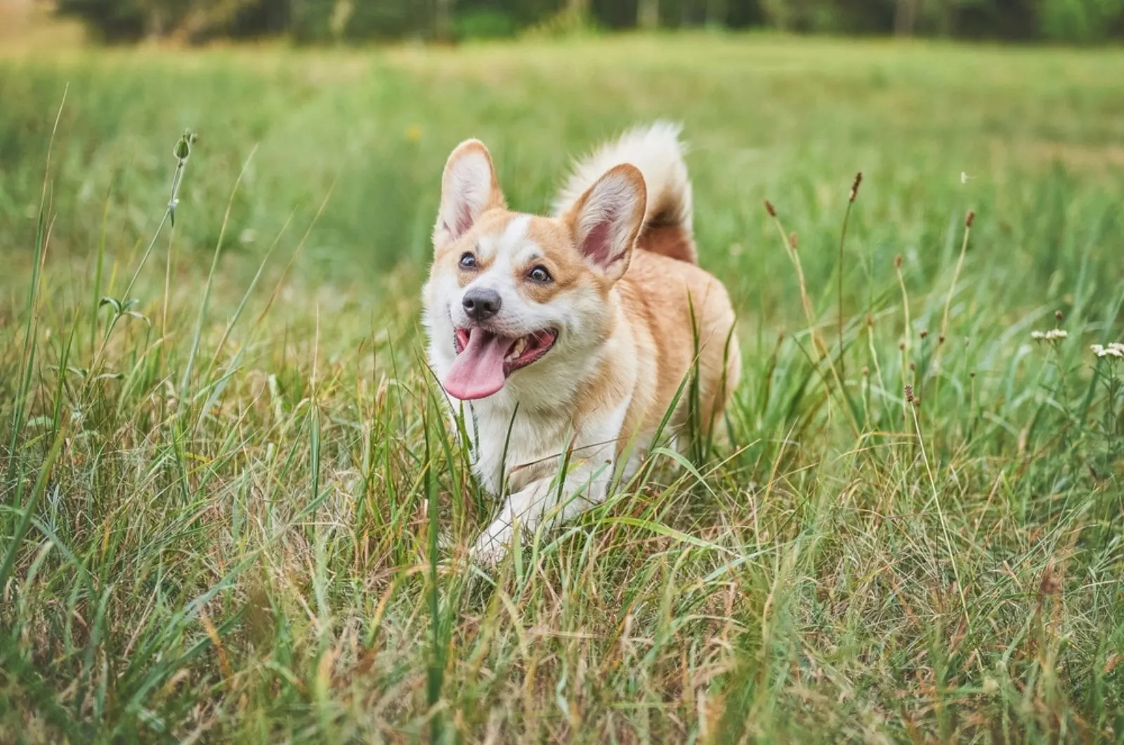 corgi dog running in a meadow