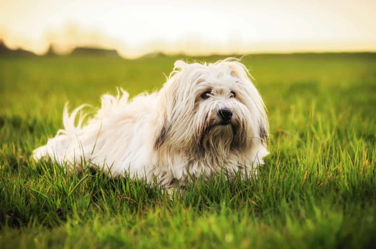 coton de tulear dog lying in the grass