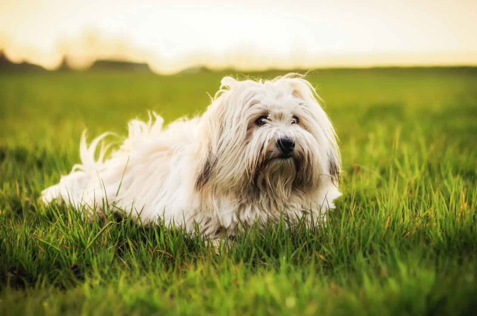 coton de tulear dog lying in the grass