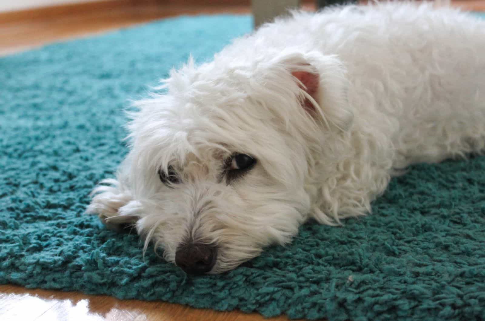 coton de tulear lying down on the carpet