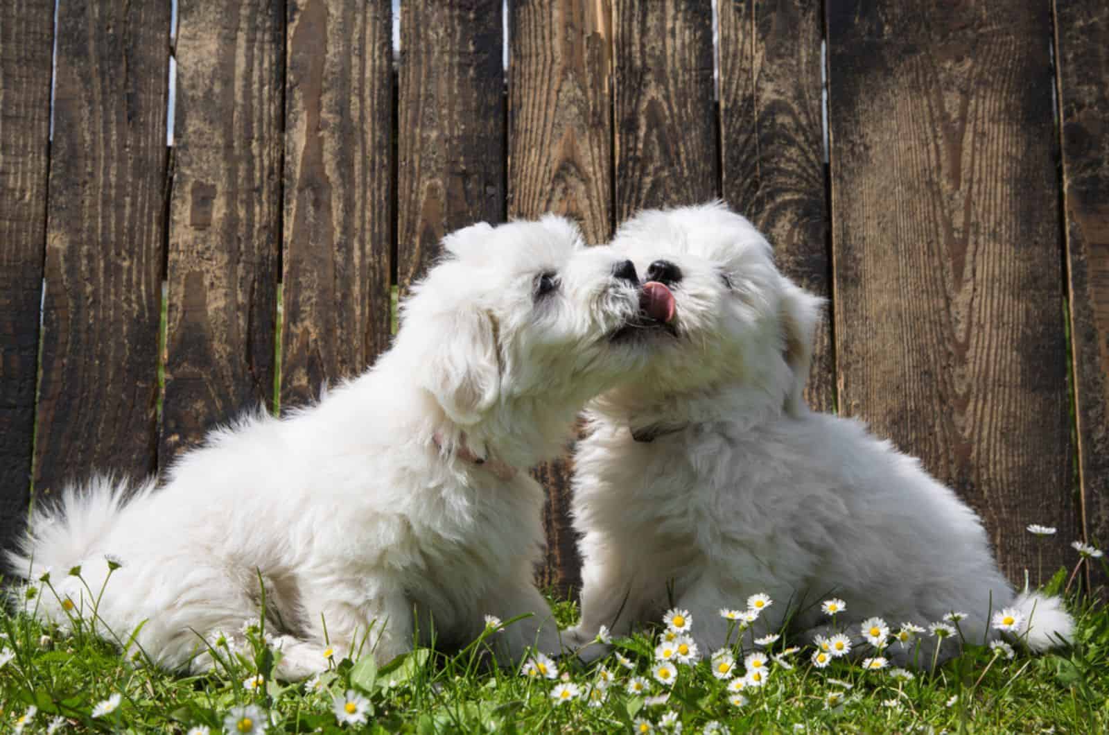coton de tulear puppies playing in the yard