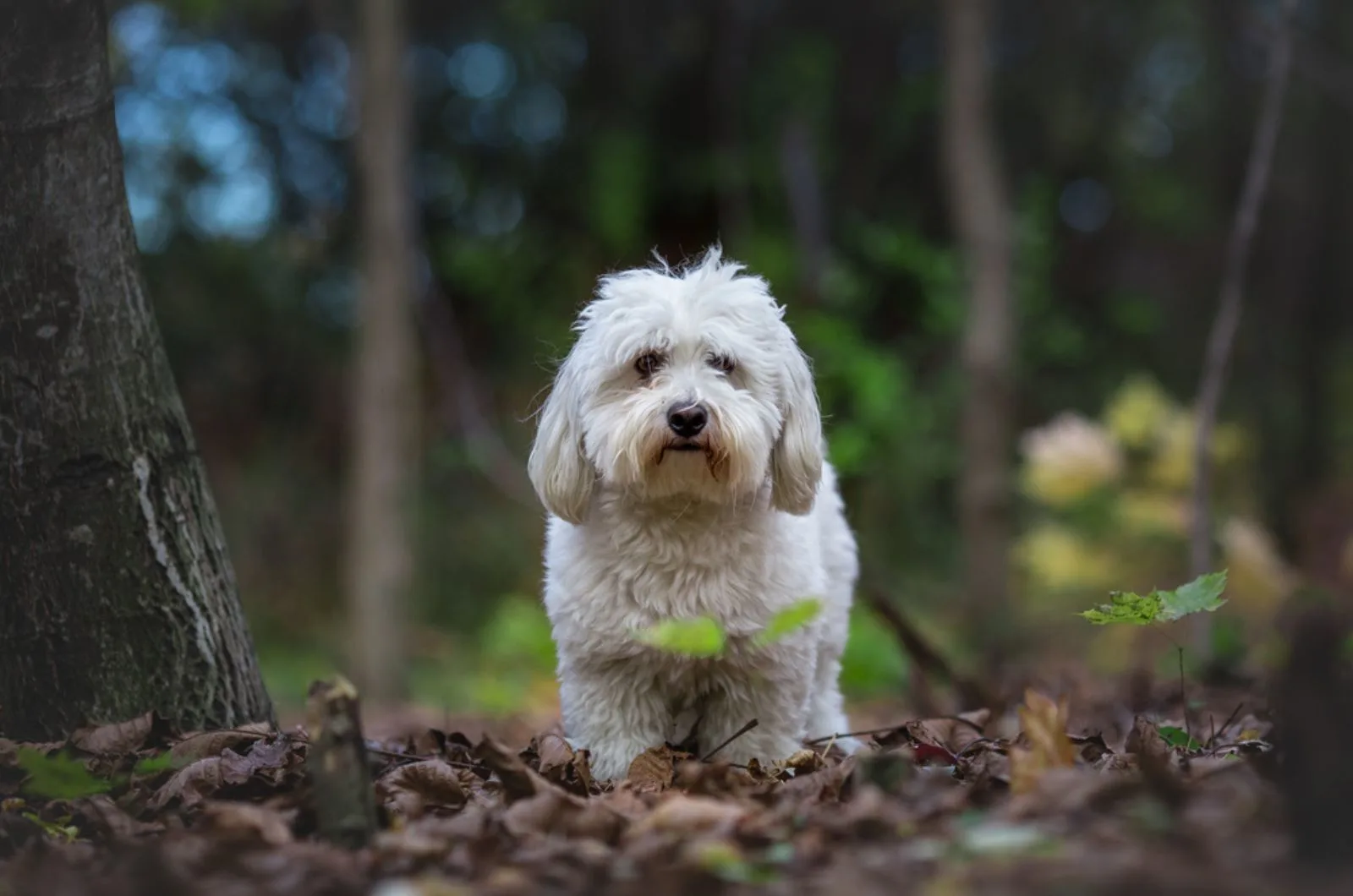 coton de tulear standing in the forest near the tree