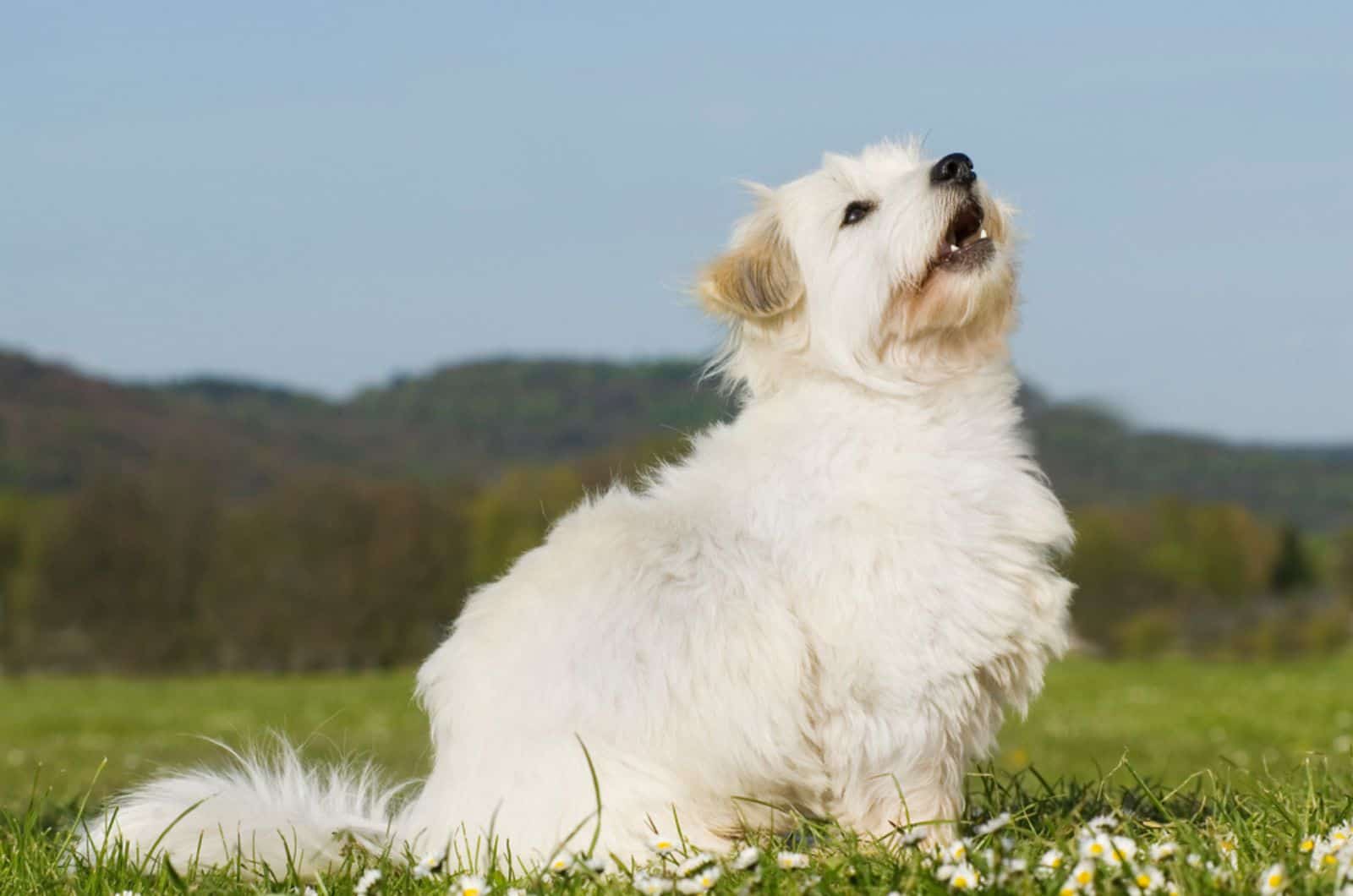 coton de tulear in nature