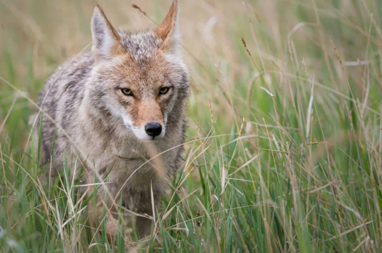 coyote in the wild