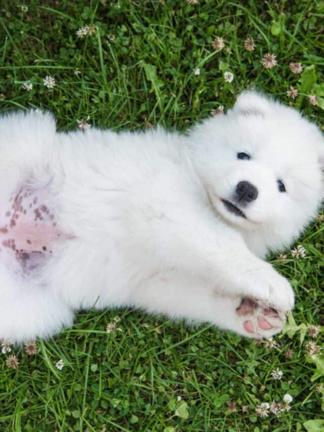 What Does A Normal Puppy Belly Look Like? 5 Things To Look Out For