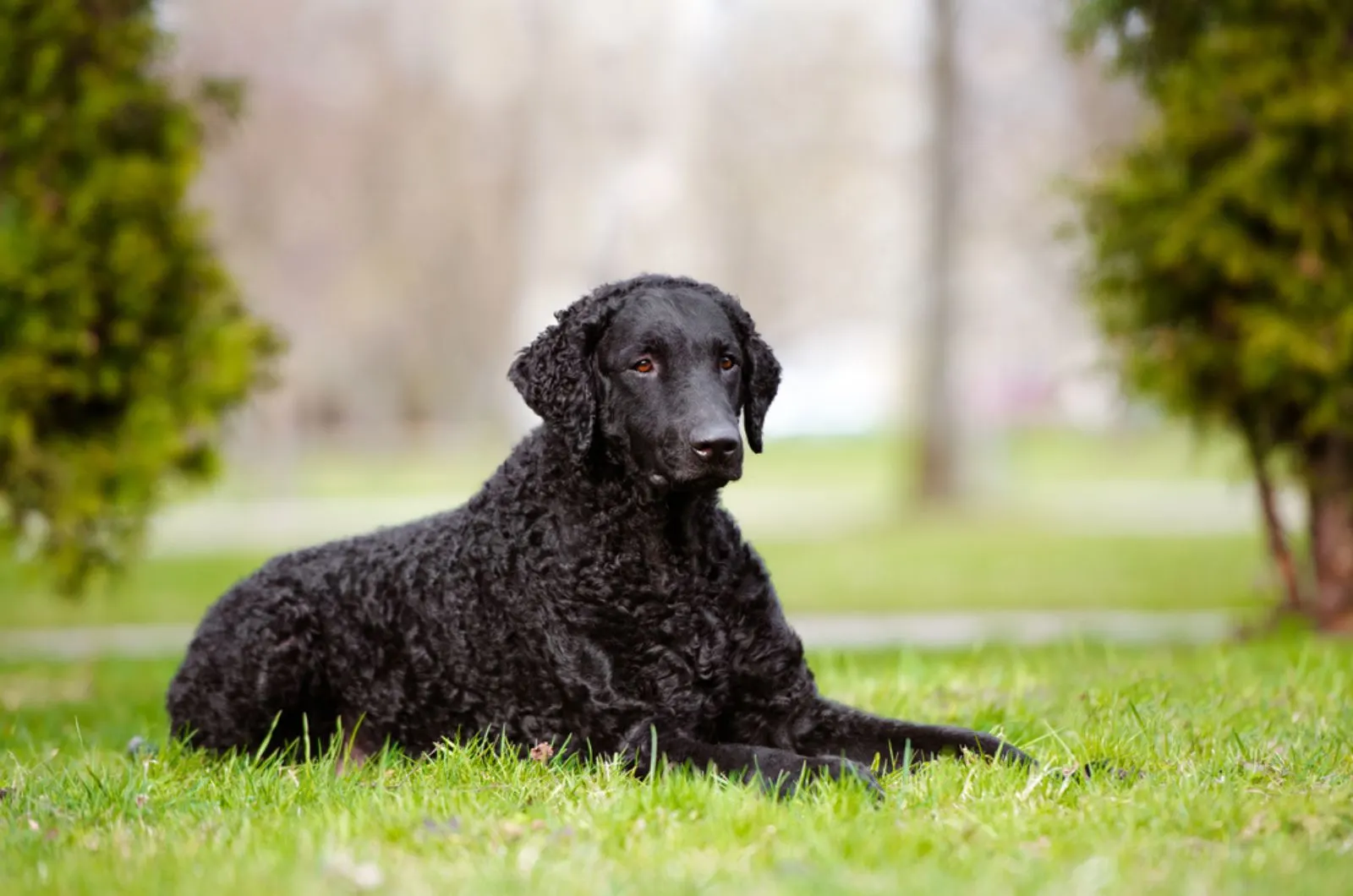 curly-coated retriever lying on the grass
