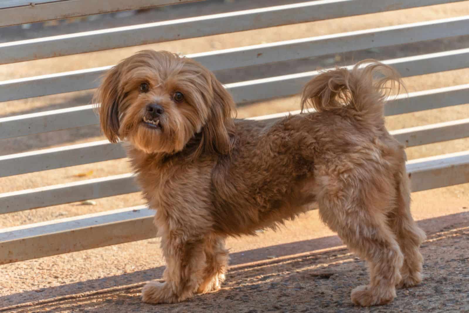 cute Shih Poo is standing on the sand next to the fence