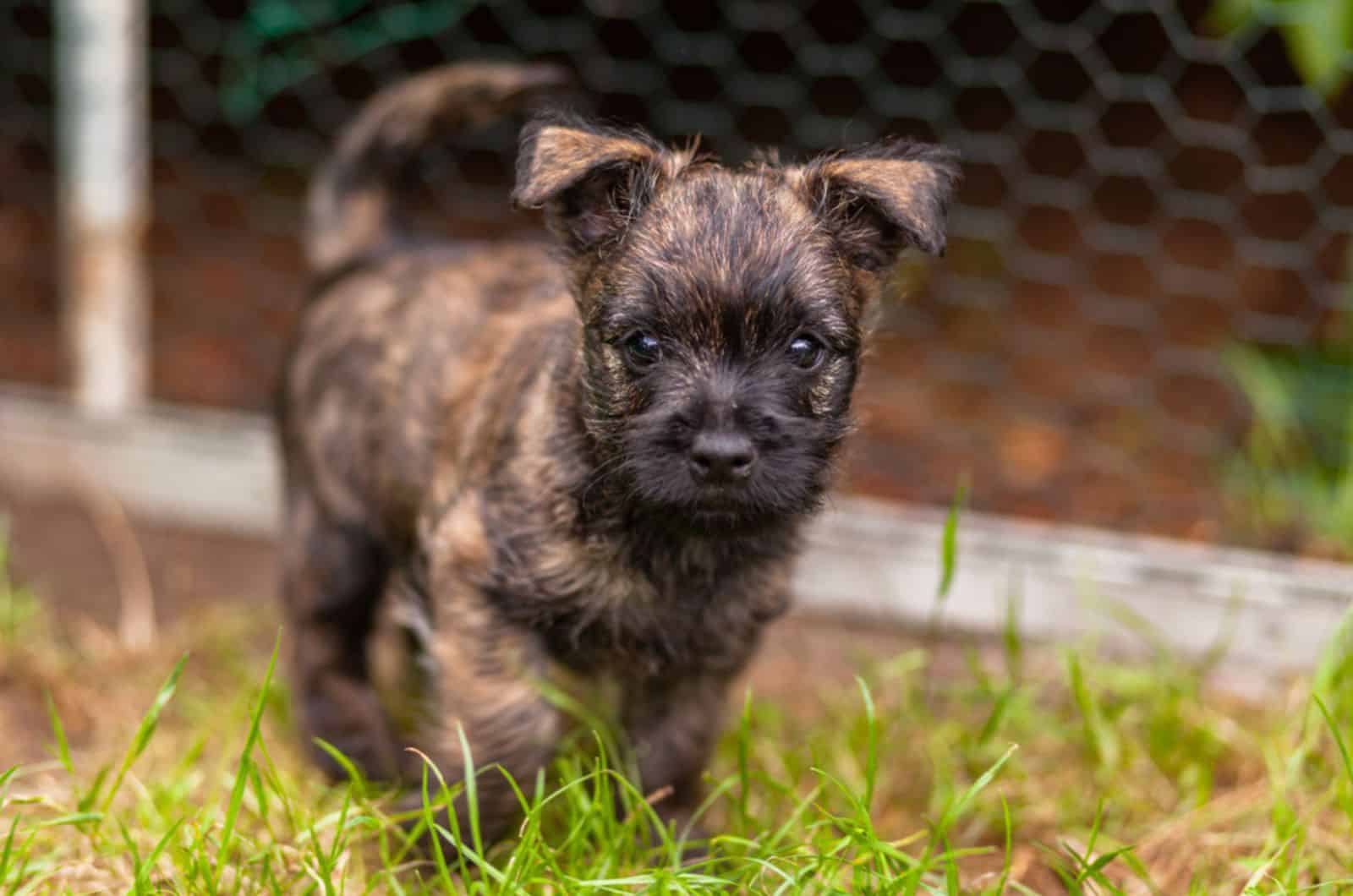 cute cairn terrier puppy in the yard