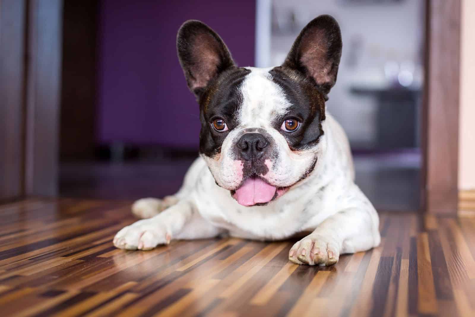 cute french bulldog lying on the laminate