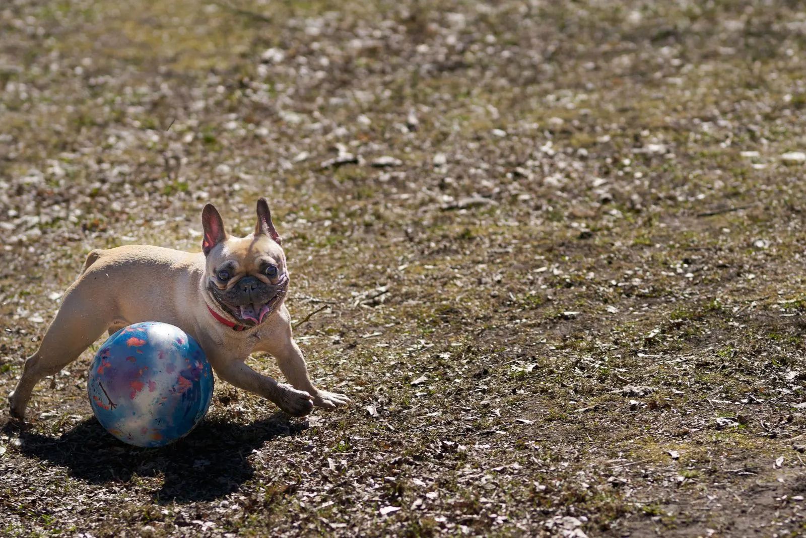 cute french bulldog playfully runs around the ball
